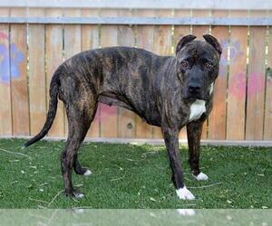 Mutt Dogs for adoption in West Valley, UT, USA