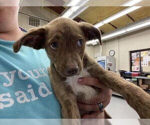 German Shorthaired Pointer Dogs for adoption in Waco, TX, USA