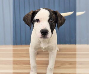 American Pit Bull Terrier-Catahoula Leopard Dog Mix Dogs for adoption in Lakewood, CO, USA