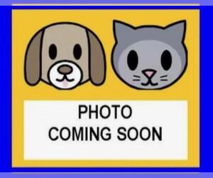 Mutt Dogs for adoption in San Antonio, TX, USA