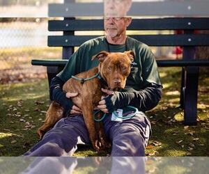 American Pit Bull Terrier-Unknown Mix Dogs for adoption in Orlando, FL, USA