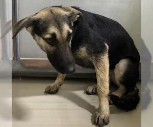 German Shepherd Dog Dogs for adoption in Bakersfield, CA, USA