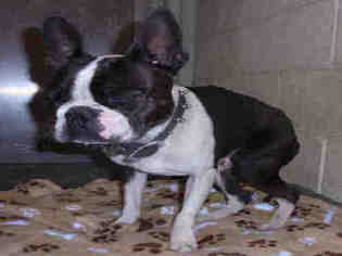 Boston Terrier Dogs for adoption in Upland, CA, USA