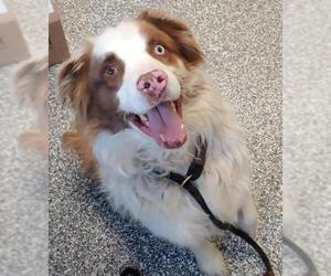 Border-Aussie Dogs for adoption in Bemidji, MN, USA