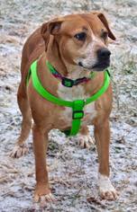 Puggle Dogs for adoption in Basehor, KS, USA
