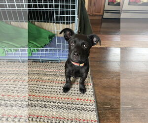 Chihuahua-Unknown Mix Dogs for adoption in Sandy, UT, USA