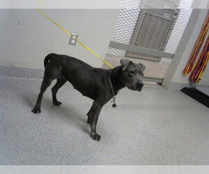 American Pit Bull Terrier-Unknown Mix Dogs for adoption in Pasadena, TX, USA