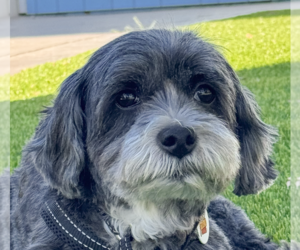 Mutt Dogs for adoption in San Ramon, CA, USA