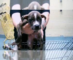 American Pit Bull Terrier Dogs for adoption in Tulsa, OK, USA