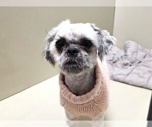 Shih Tzu Dogs for adoption in Raleigh, NC, USA