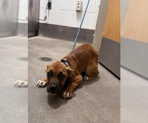 Mutt Dogs for adoption in Forestville, MD, USA