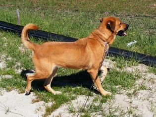 Mutt Dogs for adoption in New Bern, NC, USA