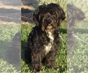 Hava-Apso Dogs for adoption in Palo Alto, CA, USA