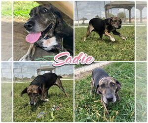 Mountain Cur-Unknown Mix Dogs for adoption in Pierceton , IN, USA