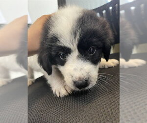 Great Pyrenees-Unknown Mix Dogs for adoption in Plano, TX, USA