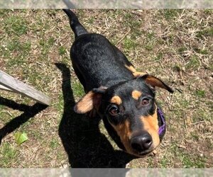 Black and Tan Coonhound Dogs for adoption in Boston, MA, USA