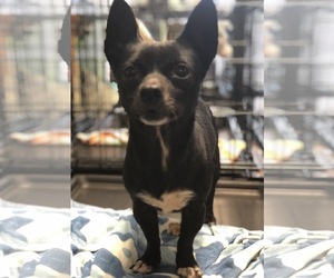 Chihuahua Dogs for adoption in Chico, CA, USA