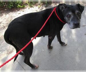 Boxador Dogs for adoption in Orange, CA, USA