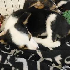 Medium Photo #1 Border-Aussie Puppy For Sale in Cumming, GA, USA