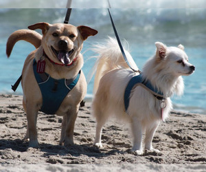 Chiranian Dogs for adoption in Wakefield, RI, USA