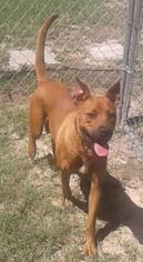 Boxer-Unknown Mix Dogs for adoption in Laurinburg, NC, USA