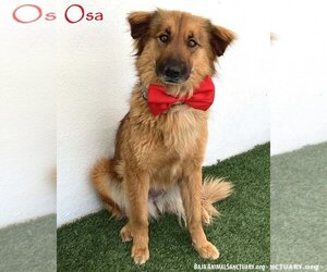Golden Shepherd Dogs for adoption in San Diego, CA, USA