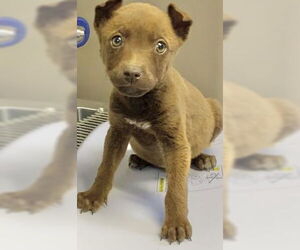 Border Collie-Unknown Mix Dogs for adoption in Visalia, CA, USA