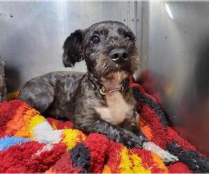 Poodle (Miniature)-Unknown Mix Dogs for adoption in Orange, CA, USA