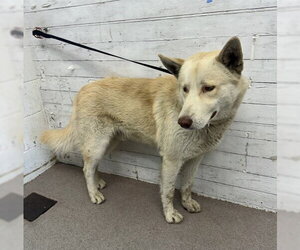 Siberian Husky Dogs for adoption in San Bernardino, CA, USA