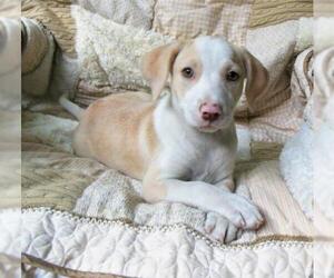 Beagle-Unknown Mix Dogs for adoption in Newnan, GA, USA