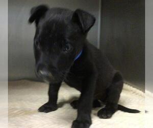 American Pit Bull Terrier-Unknown Mix Dogs for adoption in Riverside, CA, USA