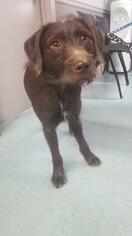 Medium Photo #3 Mutt Puppy For Sale in Cincinnati, OH, USA