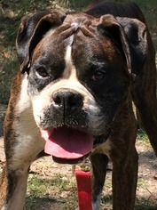 Boxer Dogs for adoption in Alexander, AR, USA