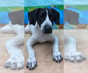 German Shorthaired Pointer-Unknown Mix Dogs for adoption in Mobile, AL, USA