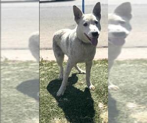 Australian Cattle Dog-Unknown Mix Dogs for adoption in Bakersfield, CA, USA
