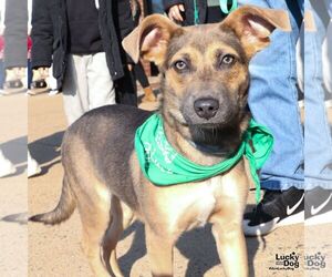 Australian Shepherd-Unknown Mix Dogs for adoption in Washington, DC, USA