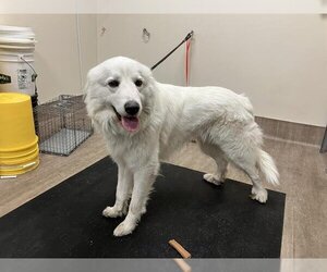 Great Pyrenees Dogs for adoption in Pasadena, CA, USA