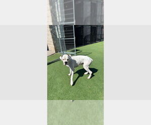 Boxer Dogs for adoption in Austin, TX, USA