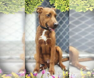 Rhodesian Ridgeback-Unknown Mix Dogs for adoption in Pottstown, PA, USA