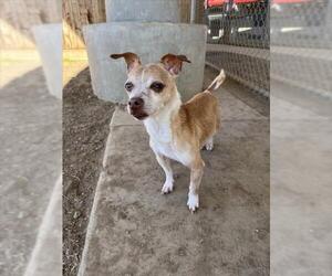 Chihuahua-Unknown Mix Dogs for adoption in Plano, TX, USA