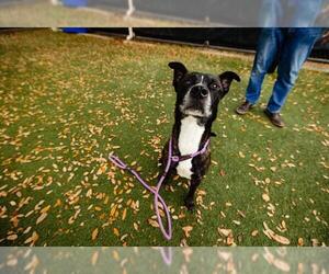American Pit Bull Terrier-Unknown Mix Dogs for adoption in Orlando, FL, USA