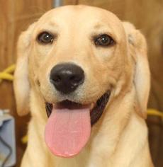 Medium Photo #1 Labrador Retriever Puppy For Sale in Rossville, TN, USA