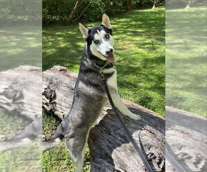 - Mix Dogs for adoption in Winston Salem, NC, USA