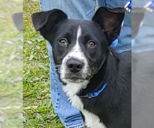Border Collie Dogs for adoption in Hillsboro, NH, USA