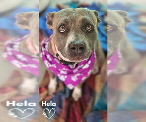 Mutt Dogs for adoption in Monte Vista, CO, USA