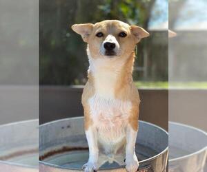 Chi-Corgi Dogs for adoption in Plantation, FL, USA