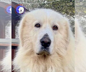 Great Pyrenees Dogs for adoption in Spring, TX, USA