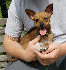 Chihuahua Dogs for adoption in Perth Amboy, NJ, USA