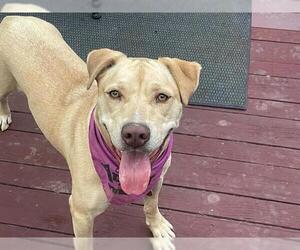 Labrador Retriever-Unknown Mix Dogs for adoption in Orange, CA, USA