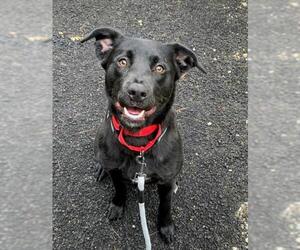 Borador Dogs for adoption in Framingham, MA, USA
